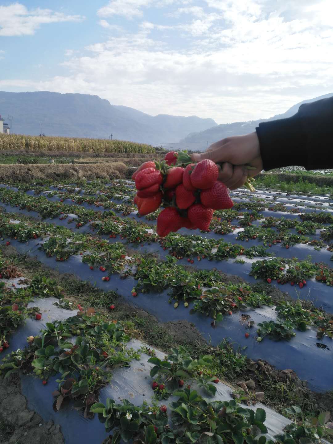 “笨办法”,获“奇效”!保山腾冲草莓销售喜迎“春天”