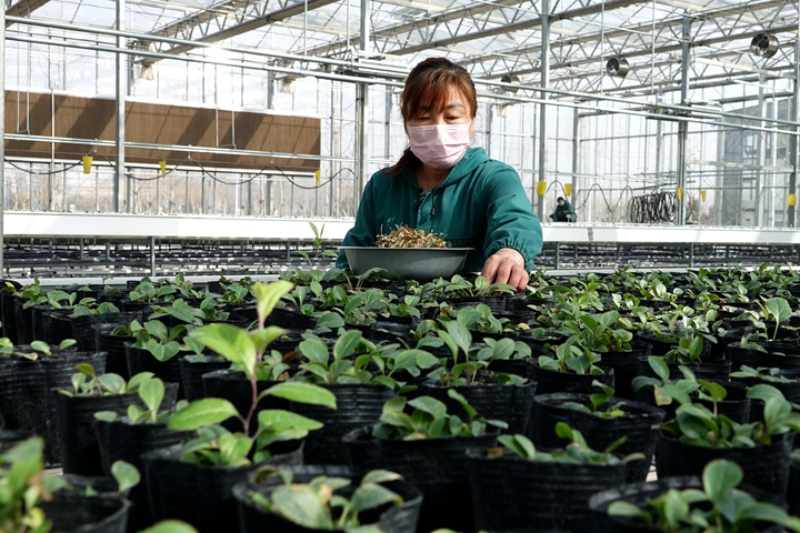 药都安国最新疫情,药都安国中药饮片