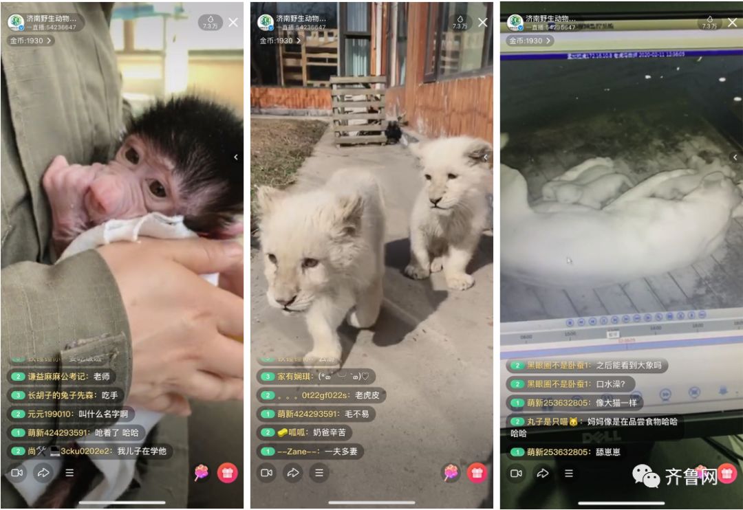 给小巧可爱宠物起名字大全,爸爸给萌娃起名字大全可爱的