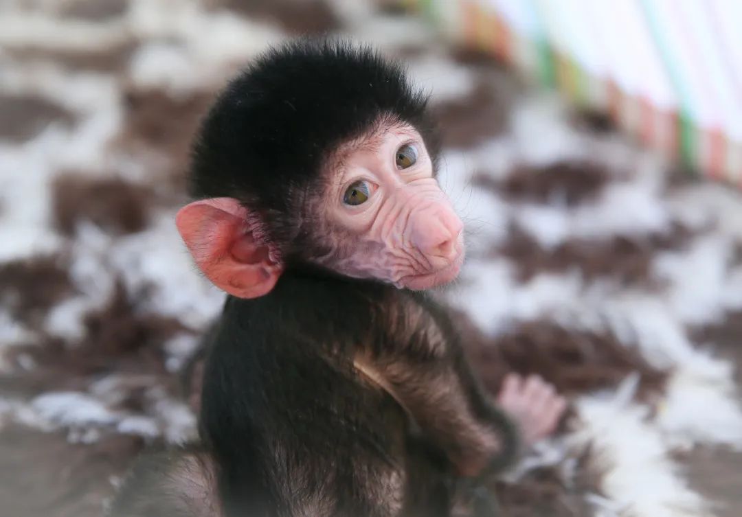 给小巧可爱宠物起名字大全,爸爸给萌娃起名字大全可爱的