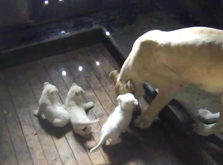 给小巧可爱宠物起名字大全,爸爸给萌娃起名字大全可爱的