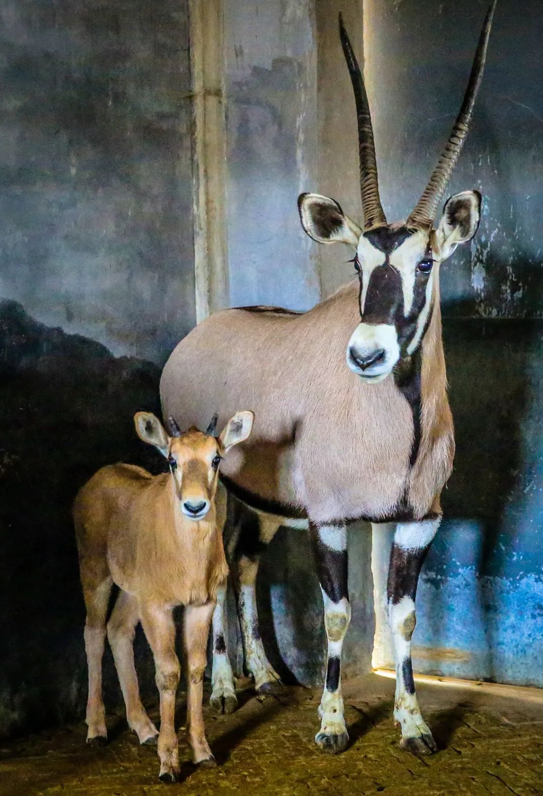 给小巧可爱宠物起名字大全,爸爸给萌娃起名字大全可爱的