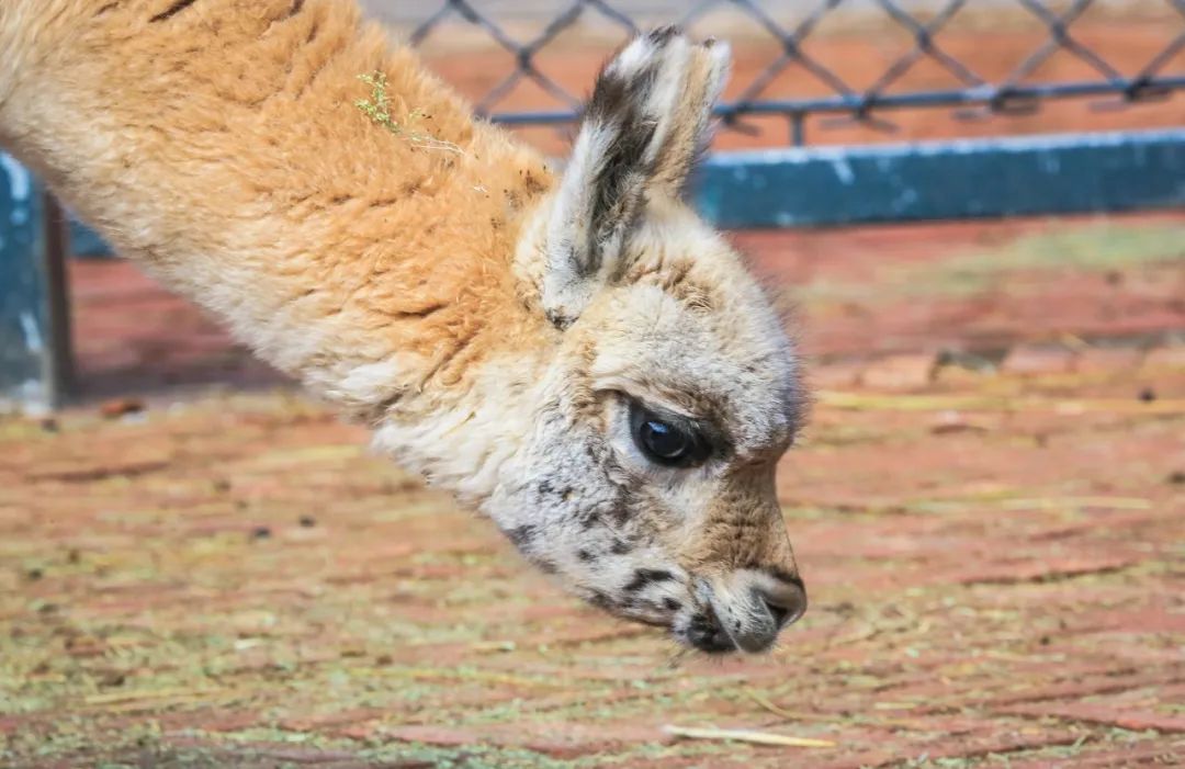 给小巧可爱宠物起名字大全,爸爸给萌娃起名字大全可爱的