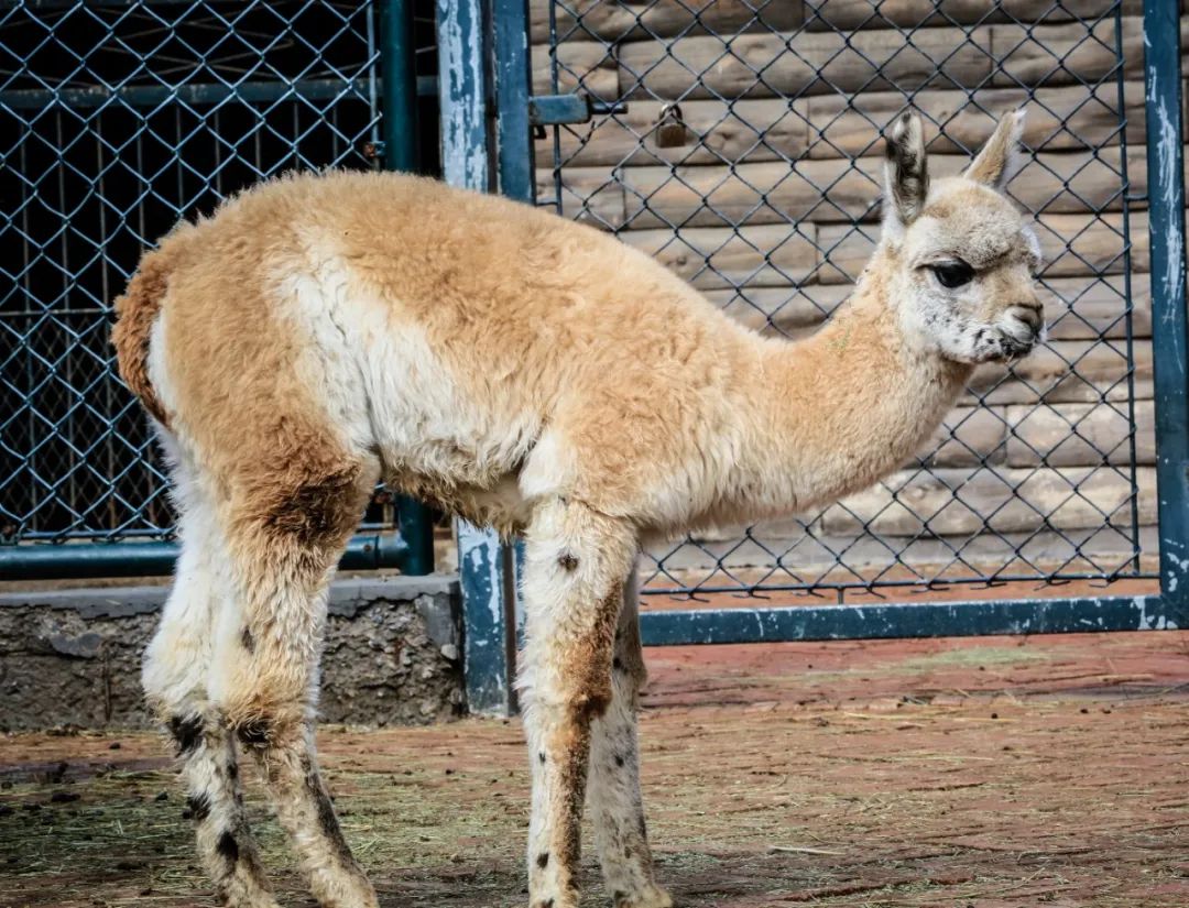 给小巧可爱宠物起名字大全,爸爸给萌娃起名字大全可爱的