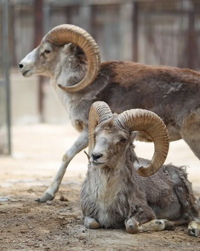 给小巧可爱宠物起名字大全,爸爸给萌娃起名字大全可爱的