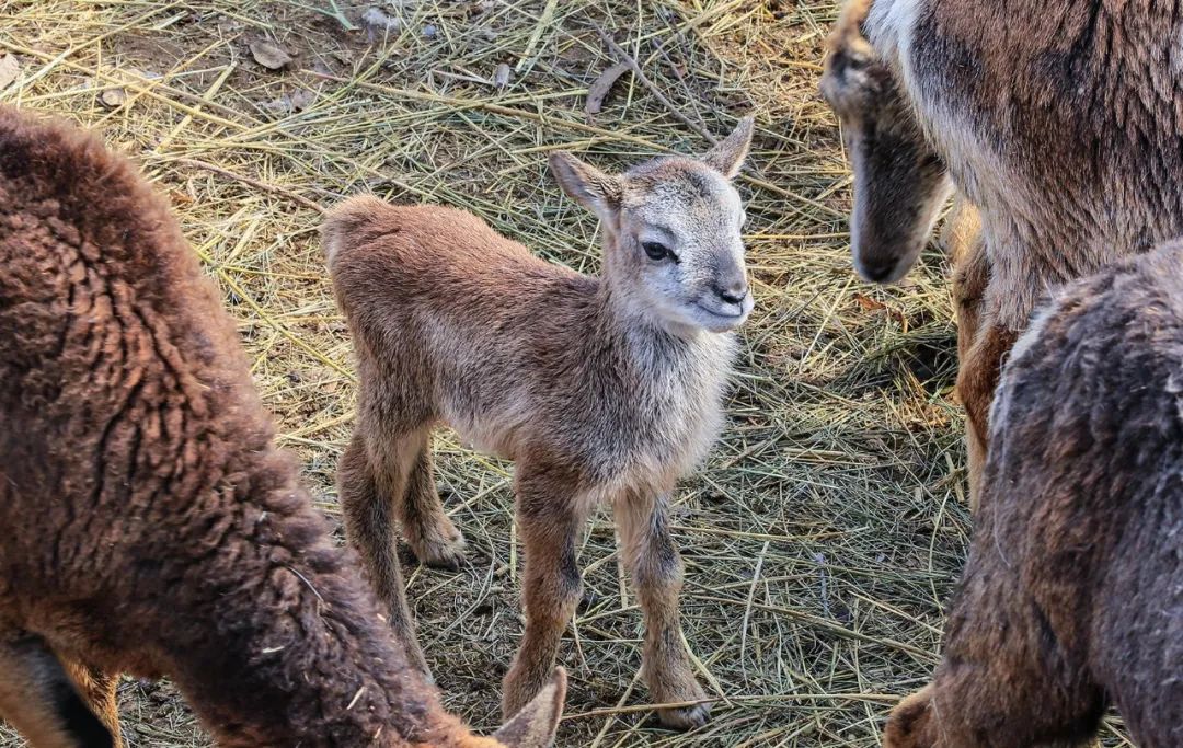 给小巧可爱宠物起名字大全,爸爸给萌娃起名字大全可爱的