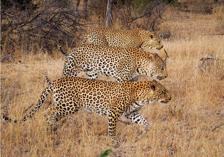 快看，这些荒野之猫