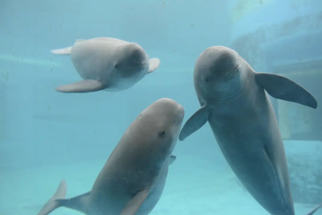 长江寻江豚,长江江豚的微笑