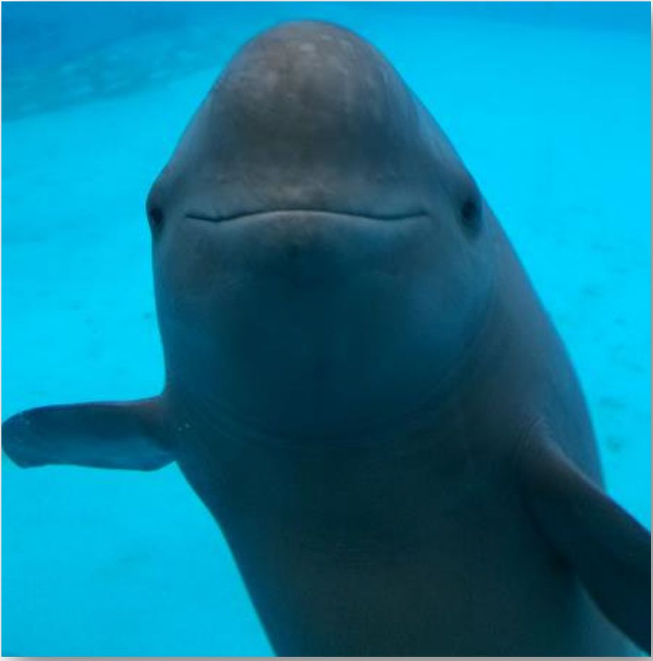 长江寻江豚,长江江豚的微笑