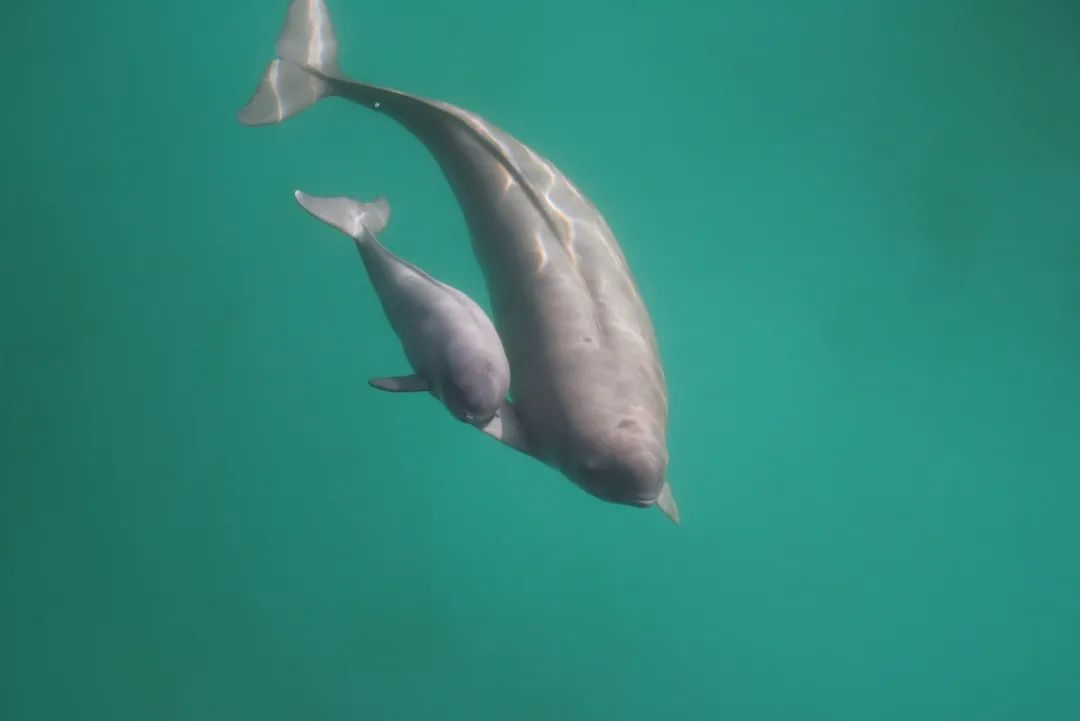 长江寻江豚,长江江豚的微笑