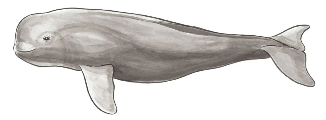 长江寻江豚,长江江豚的微笑