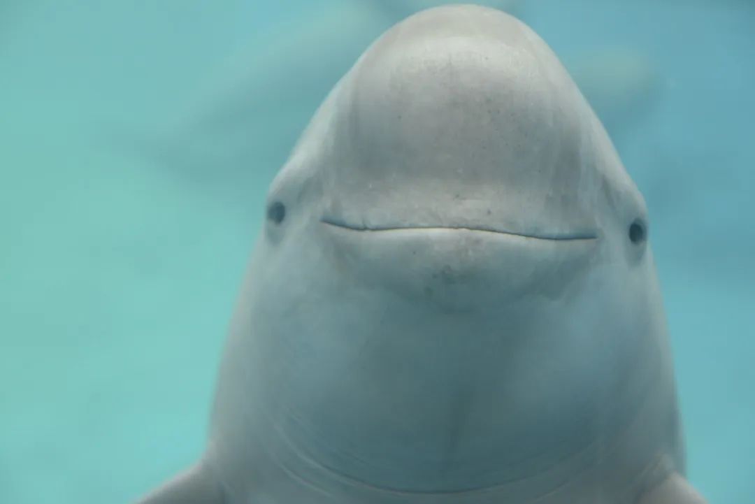 长江寻江豚,长江江豚的微笑