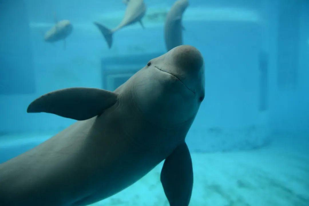 长江寻江豚,长江江豚的微笑