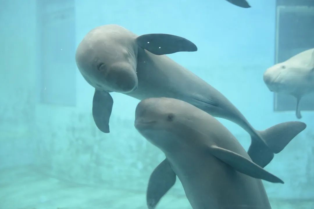 长江寻江豚,长江江豚的微笑