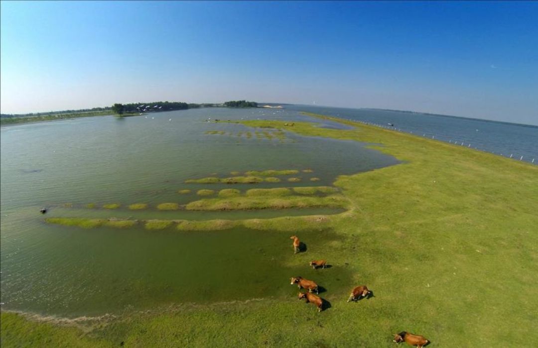 长江寻江豚,长江江豚的微笑
