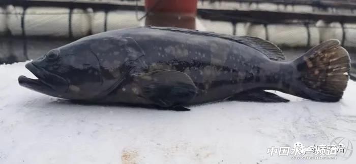 养5万只海水石斑鱼需要多少本钱,养石斑鱼的前景如何