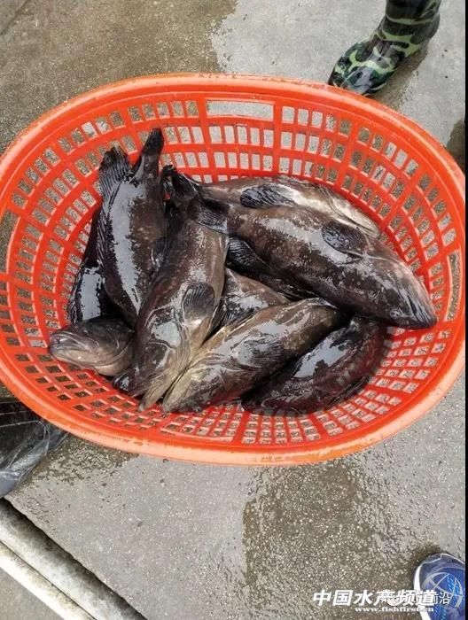 养5万只海水石斑鱼需要多少本钱,养石斑鱼的前景如何