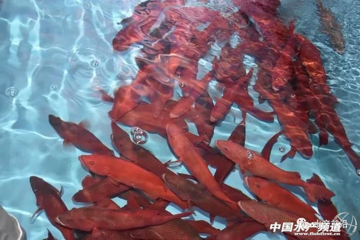 养5万只海水石斑鱼需要多少本钱,养石斑鱼的前景如何