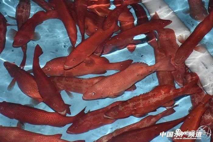 养5万只海水石斑鱼需要多少本钱,养石斑鱼的前景如何