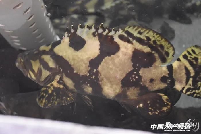 养5万只海水石斑鱼需要多少本钱,养石斑鱼的前景如何