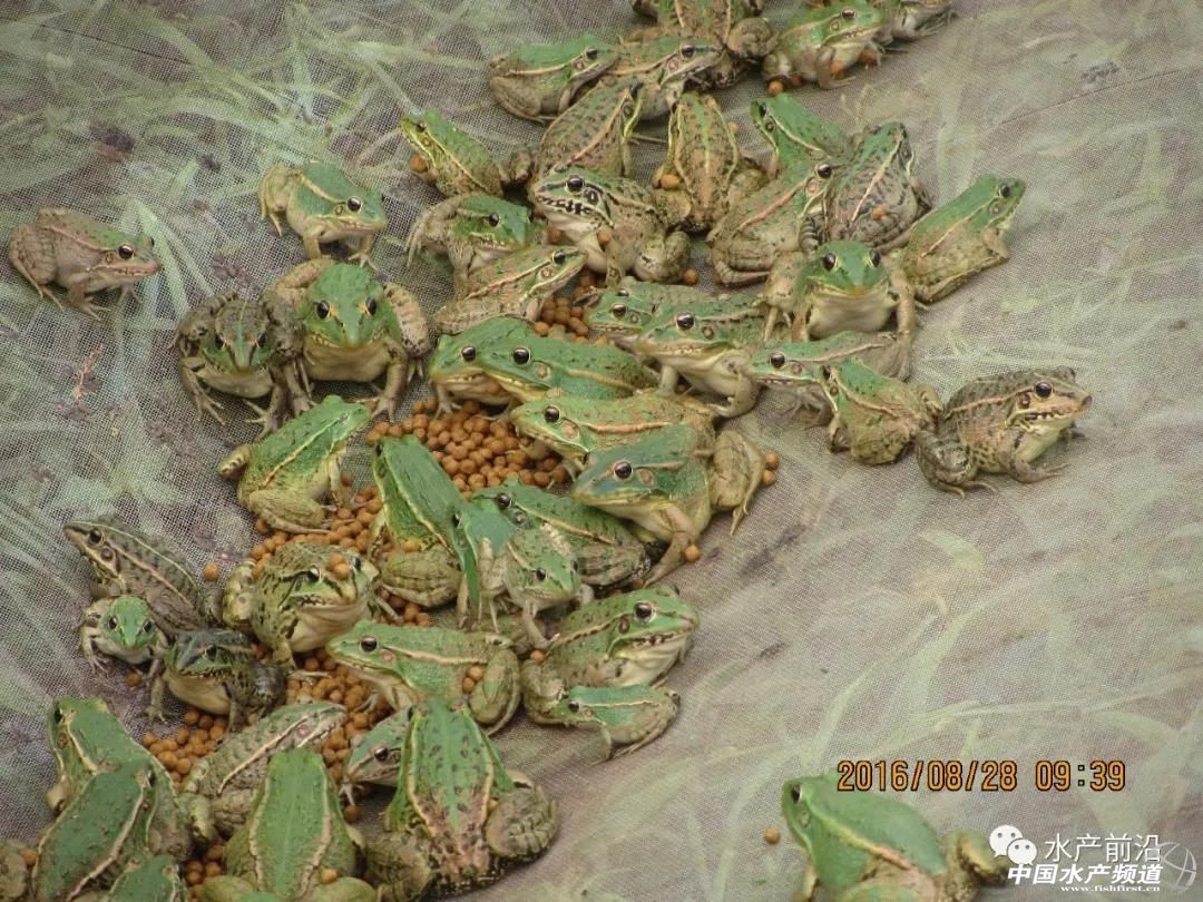 青蛙养殖是骗局还是靠谱的,青蛙养殖真的是炒作吗