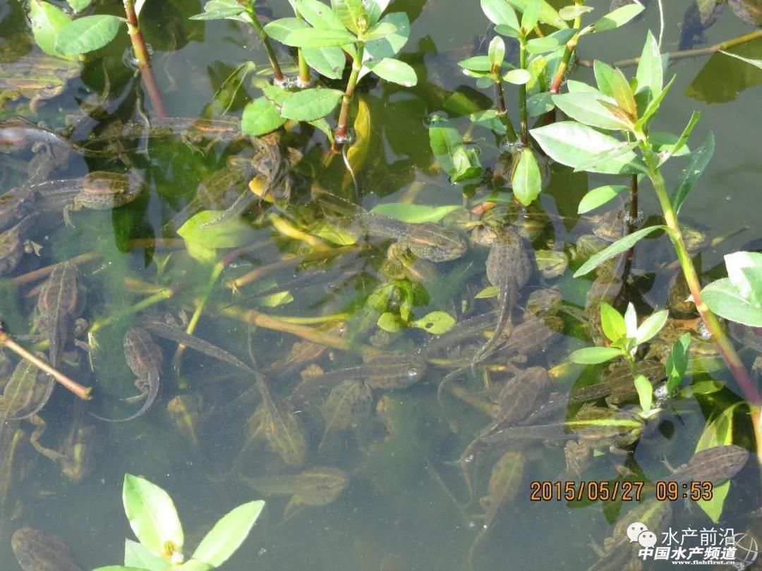 青蛙养殖是骗局还是靠谱的,青蛙养殖真的是炒作吗