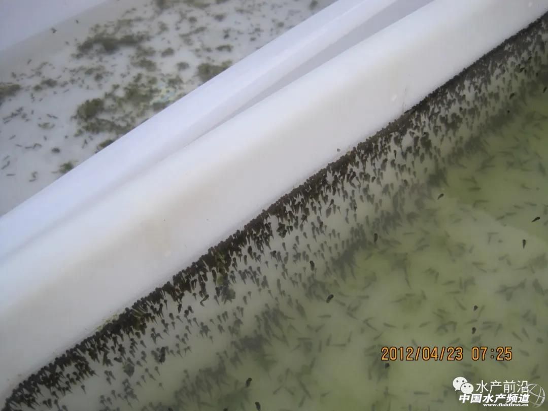 青蛙养殖是骗局还是靠谱的,青蛙养殖真的是炒作吗