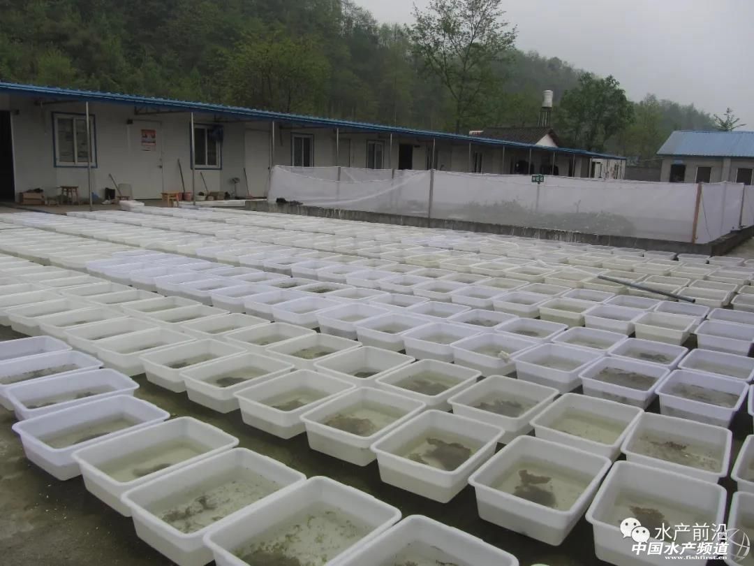 青蛙养殖是骗局还是靠谱的,青蛙养殖真的是炒作吗