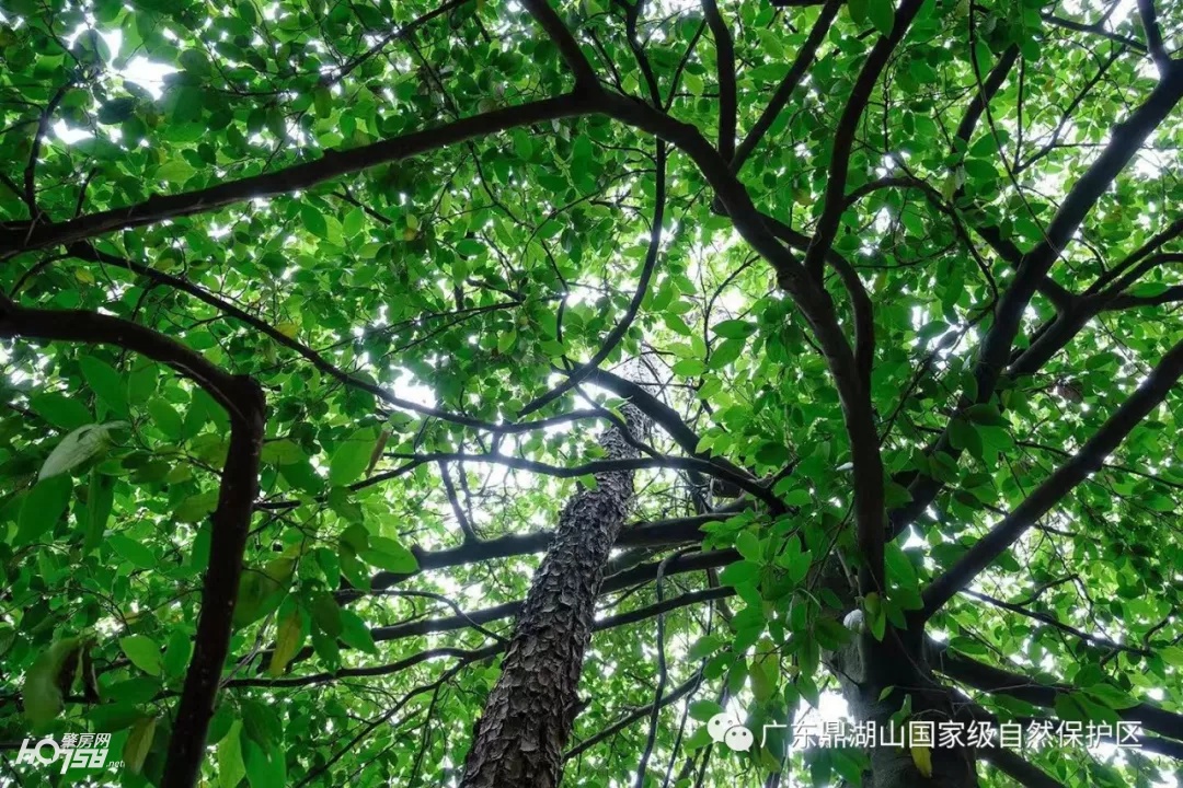足不出户带你去欣赏美丽的风景,鼎湖山保护区