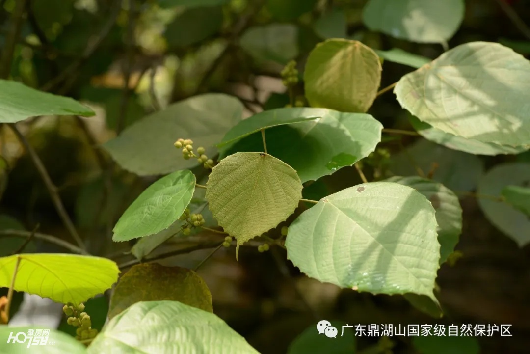 足不出户带你去欣赏美丽的风景,鼎湖山保护区