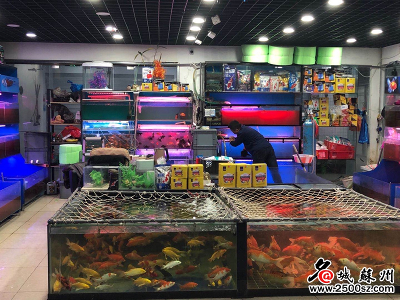 艺都花鸟古玩市场直播,苏州市艺都花鸟古玩市场