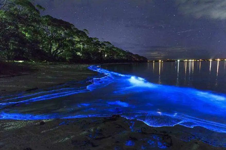 南极出现西瓜雪这是什么,南极出现西瓜雪是什么原因引起的
