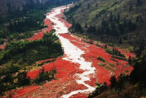 南极出现西瓜雪这是什么,南极出现西瓜雪是什么原因引起的