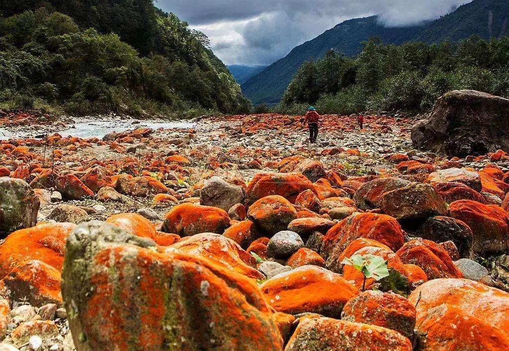 南极出现西瓜雪这是什么,南极出现西瓜雪是什么原因引起的