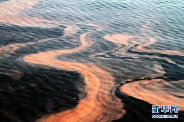 南极出现西瓜雪这是什么,南极出现西瓜雪是什么原因引起的