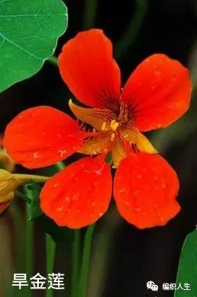 德国老太太用什么洗发水,93岁德国老太太