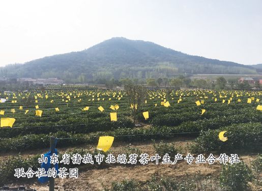 期刊之声|孔祥智:合作社何以联合(之四)——山东省诸城市北端茗茶叶生产专业合作社联合社调查手记