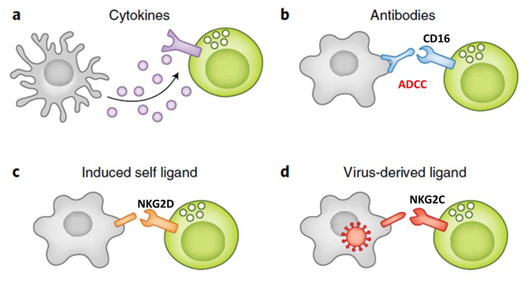 病毒感染会导致nk细胞降低吗,解读nk细胞与hbv感染