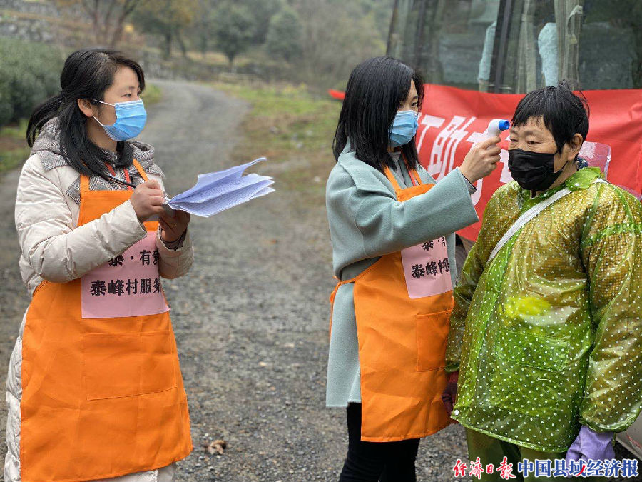 余杭中泰乡枫岭村龙井茶,余杭春茶