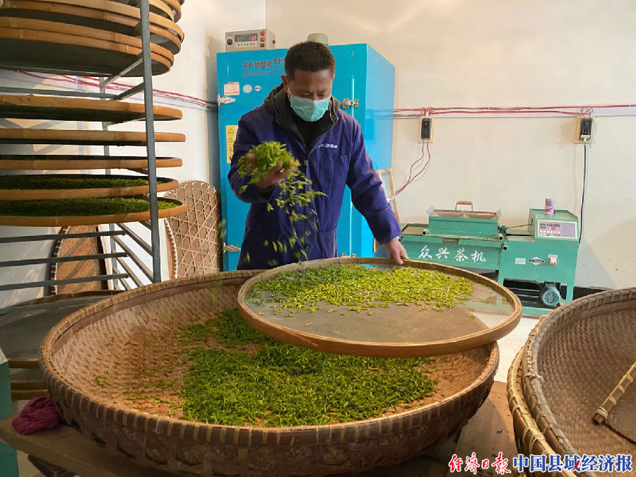 余杭中泰乡枫岭村龙井茶,余杭春茶