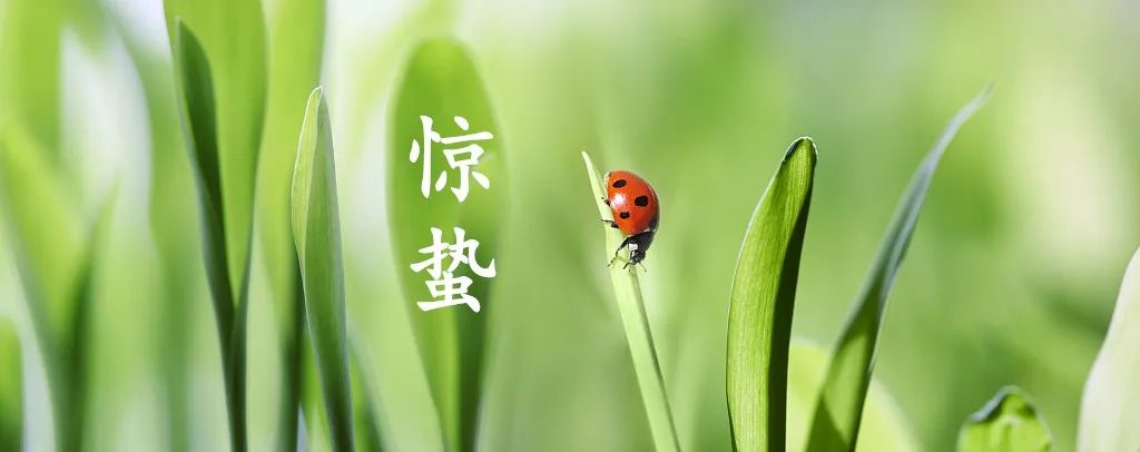 惊蛰中英文,惊蛰英文