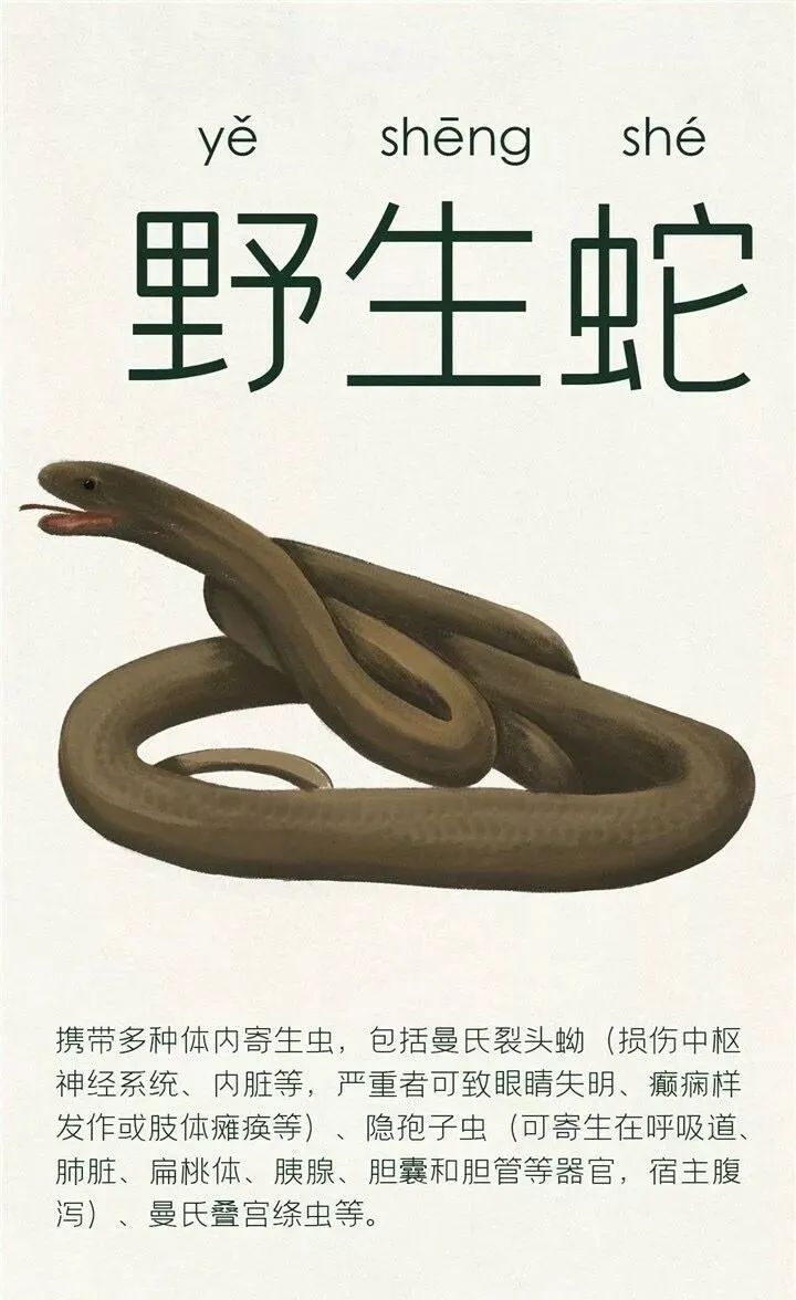 人工养殖什么野味不违法,人工养殖野味的危害