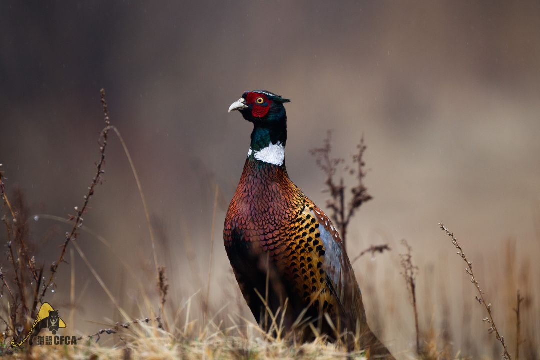 鸡鸡鸡鸡,野生的不能吃吗?是的