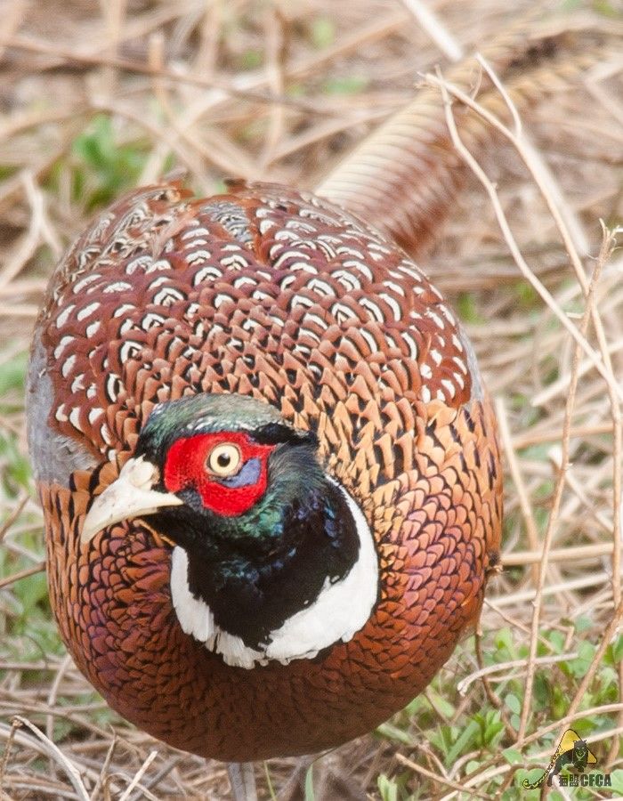 鸡鸡鸡鸡,野生的不能吃吗?是的