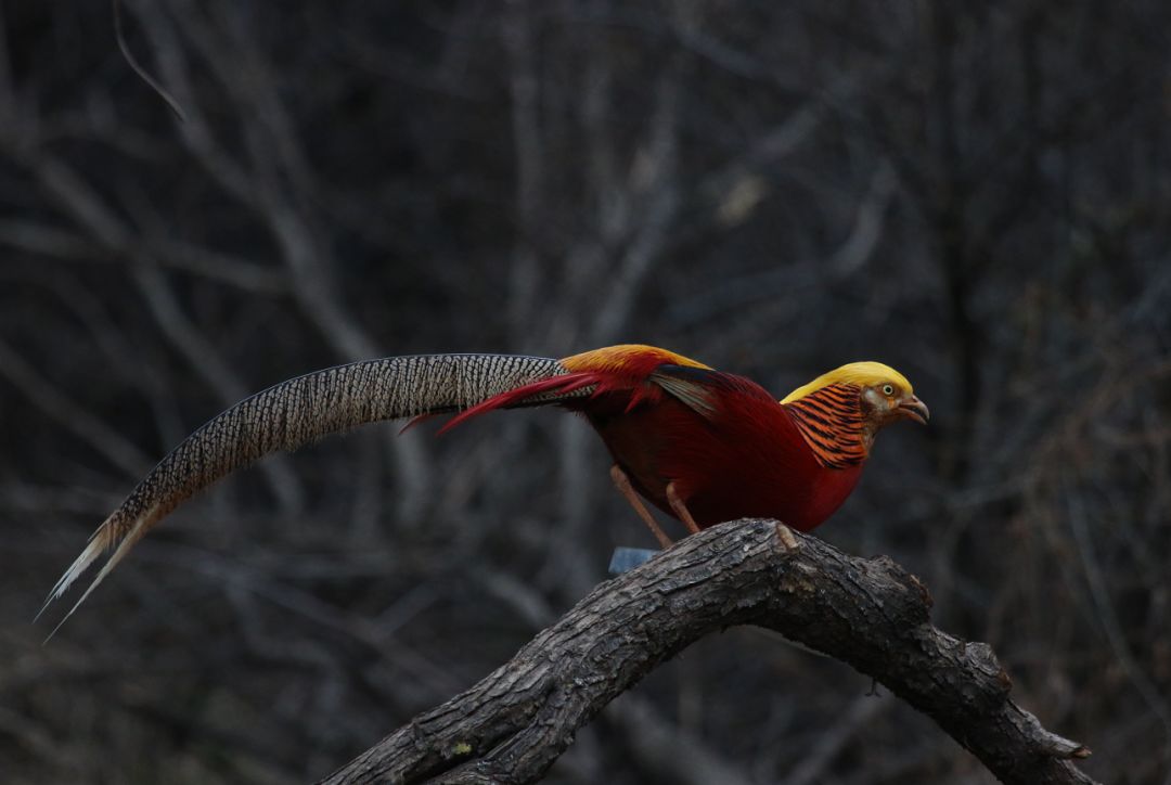 鸡鸡鸡鸡,野生的不能吃吗?是的