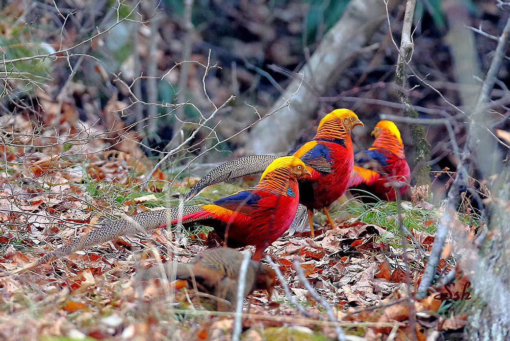 鸡鸡鸡鸡,野生的不能吃吗?是的