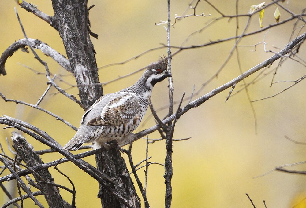 鸡鸡鸡鸡,野生的不能吃吗?是的
