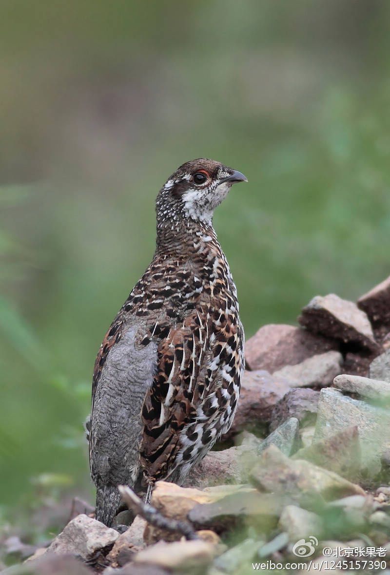 鸡鸡鸡鸡,野生的不能吃吗?是的