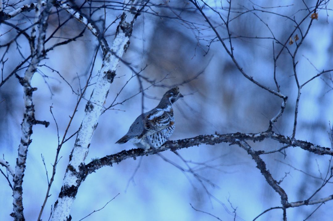 鸡鸡鸡鸡,野生的不能吃吗?是的