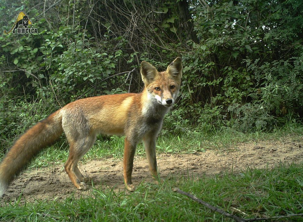 鸡鸡鸡鸡,野生的不能吃吗?是的
